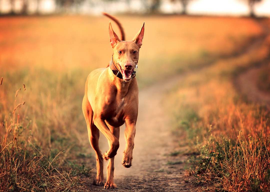#56. Pharaoh hound (tie)